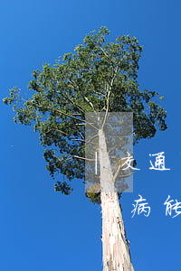 |交通事故發(fā)生后，受害人治療其他疾病能否得到賠償？